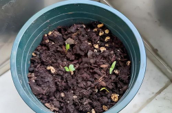 满天星种子,满天星种植全攻略