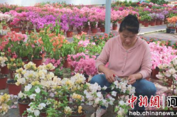 石家庄鲜花批发,一站式花卉采购指南